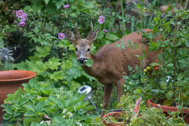 Which Plants Have Successfully Deterred Deer in Your Yard?