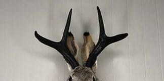 What do you call a deer head on the wall?