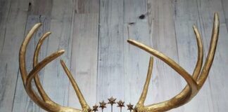 What is a Deer Head on the Wall Called?