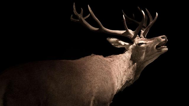The Intriguing Characteristics of Deer-Human Hybrids: A Closer Look