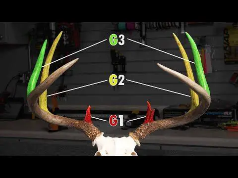 2. "Decoding the Mystery: How to Count Points on Deer Antlers"
