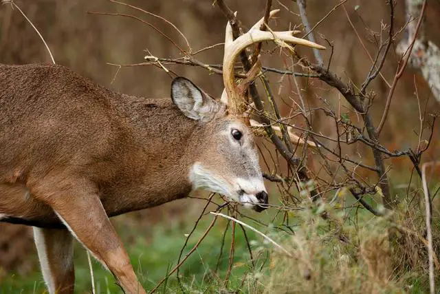 3. "Exploring the Fascinating World of Deer Antler Points"