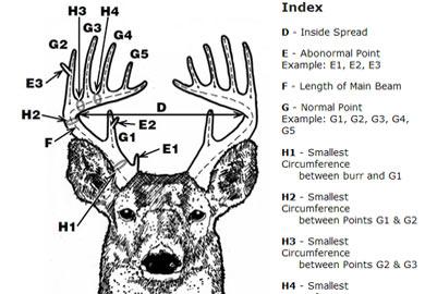 5. "Unveiling the Secrets of Deer Antler Points: A Comprehensive Overview"