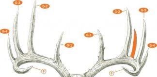 Discover the Fascinating Points on Deer Antlers: Unraveling the Mysteries