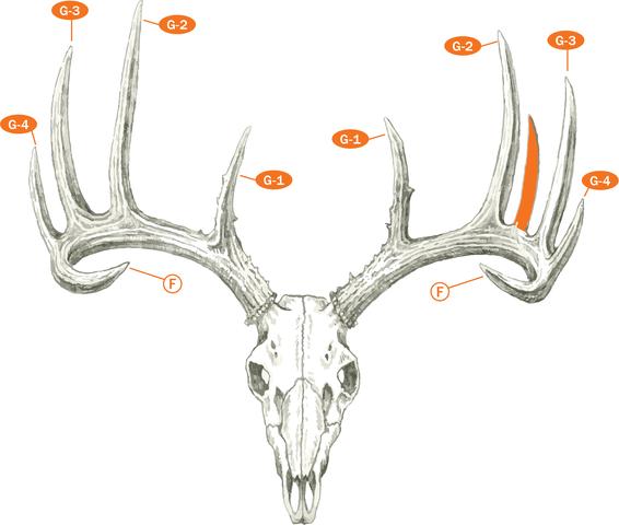 6. "Counting the Points: An In-Depth Look at Deer Antlers"