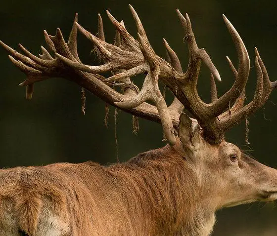 4. Uncovering the Diversity of Wild Deer in Europe: From Norway to Poland