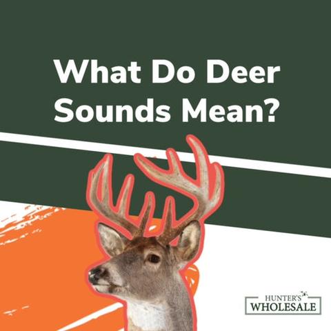 Exploring the Different Sounds of a Buck Deer: The Grunt Vocalization