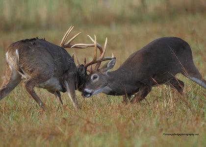 The Language of Bucks: How to Recognize and Interpret their Grunts
