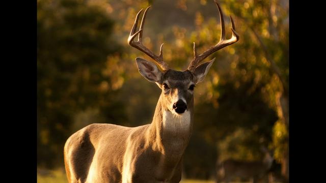 A Closer Look at Buck Deer Vocalizations: The Distinctive Grunt Sound
