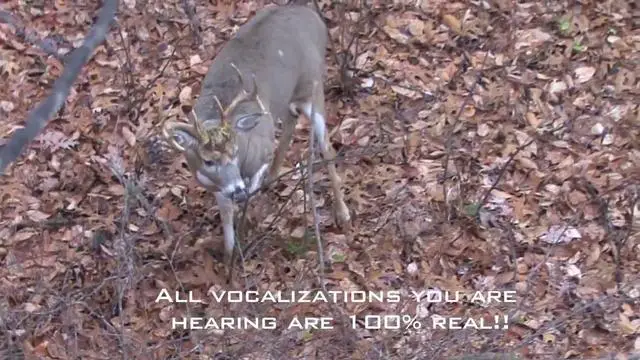Understanding the Vocalizations of a Buck Deer: What Does a Grunt Sound Like?