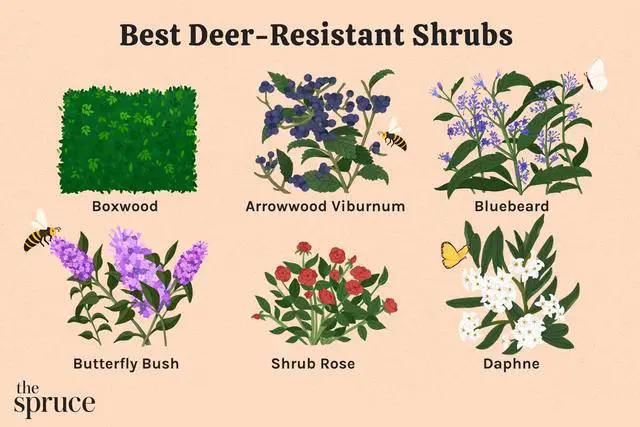 5. Unveiling the Best Deer-Resistant Plants for Your Landscape