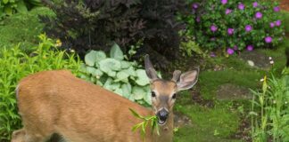 Which plants have been most deer resistant in your yard ?
