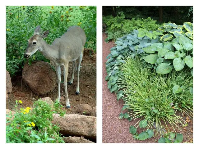 6. Creating a Deer-Free Haven: Recommended Plants for Your Yard