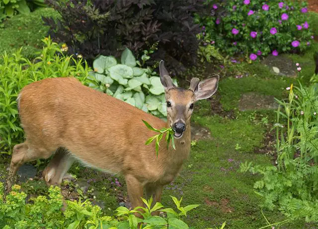 1. Discover the Top Deer-Resistant Plants for Your Yard