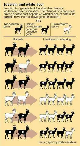 Albino or Leucistic? Understanding the Differences in Deer