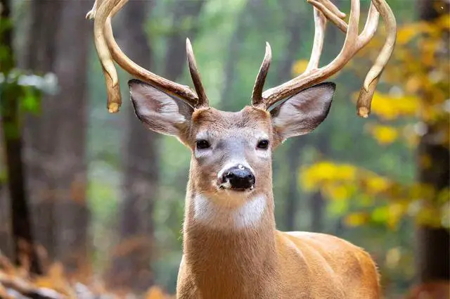 Delving into Deer Anatomy: Discerning Browtines from Drop Tines