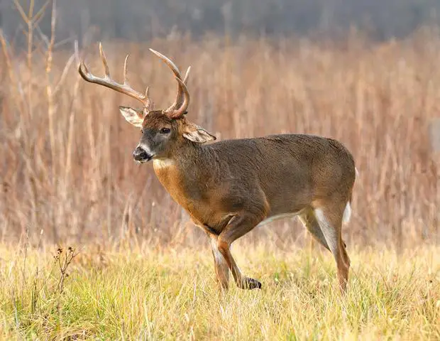 Unveiling the Disparity: Browtines vs. Drop Tines in Deer Antlers