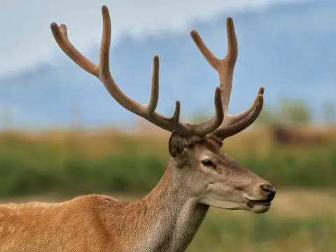 The Hidden Side of Antler Growth: Do Deer Consume Their Own Velvet?