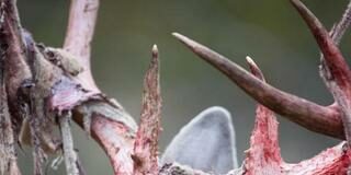 Do Deer Feel Pain When Shedding Velvet?