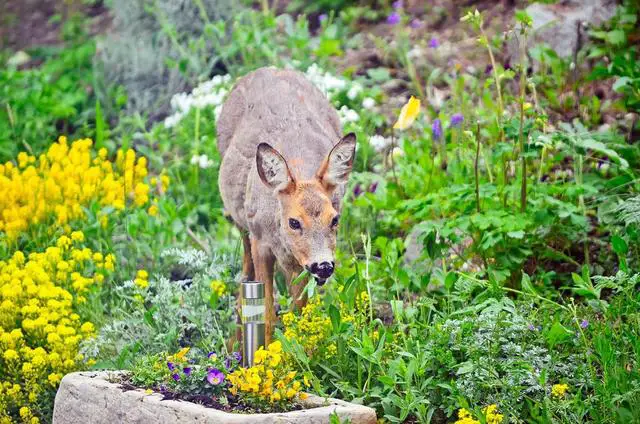 Practical and Efficient Strategies to Keep Deer from Eating Your Plants without a High Fence