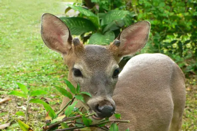 Beyond Fencing: Innovative Ways to Prevent Deer Damage to Your Plants