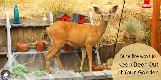Proven Methods for Keeping Deer Out of Your Garden