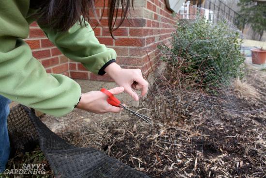 Tips and Tricks to Safeguard Your Garden from Deer Damage