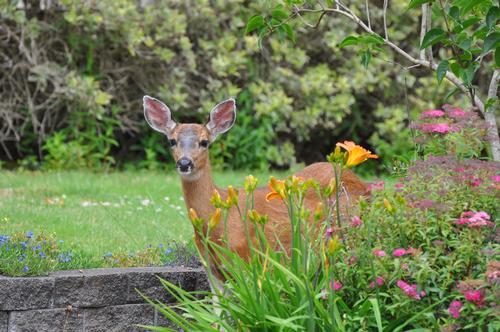 Protecting Your Plants: How to Keep Deer Away from Your Garden