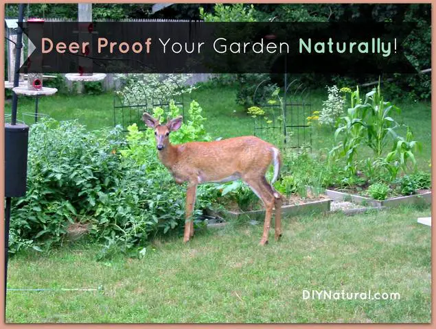 Defending Your Garden: Practical Ways to Deter Deer