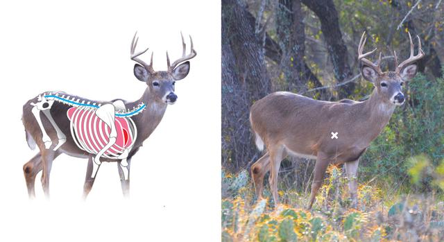The Ultimate Guide to Guaranteeing a One-Shot Kill on Deer