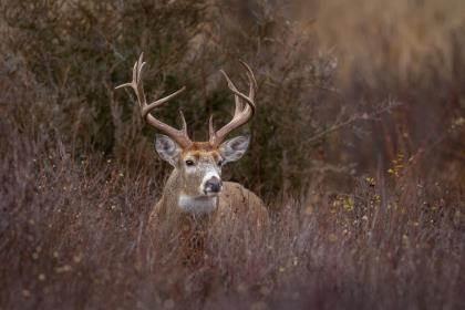 Maximizing Your Chances of Dropping a Deer with the First Shot