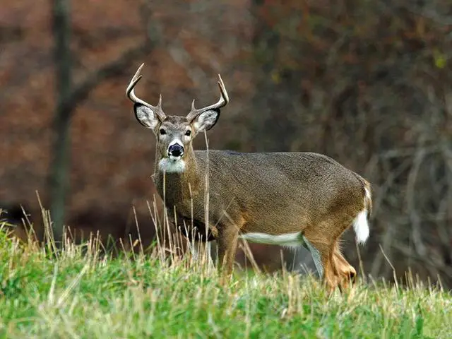 Managing Deer Populations Effectively: Using Hunting as a Key Tool, Not Predation