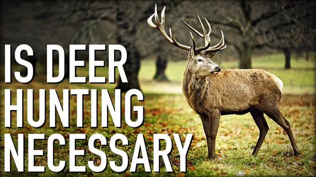 Debunking the Myth: No Evidence Supports Reducing Antlerless Allocations for Predation on Deer