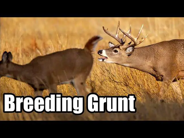 Mimicking Nature: Discover the Lifelike Grunting of Buck Deer with the Brawler Call