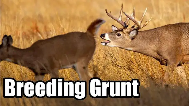 Enhance Your Hunting Experience: Hear What a Buck Deer Grunt Really Sounds Like with Brawler