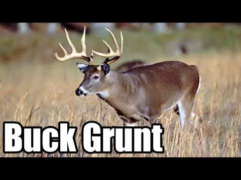 Unveiling the Realistic Grunt Sounds of Buck Deer: The Brawler Buck Deer Call