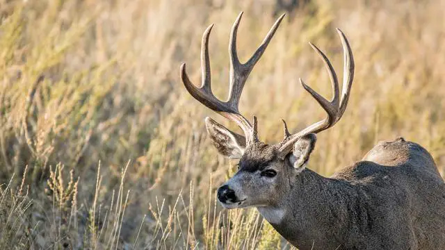 4. Easy Access to Mule Deer Hunting: Over-the-Counter Permits in Colorado