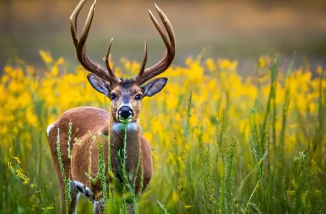 4. Unveiling the Mystery: Can Female Deer Grow Antlers?