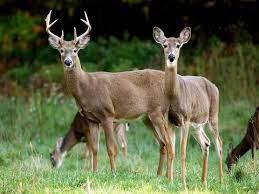 6. Shedding Light on Female Deer and Antler Development