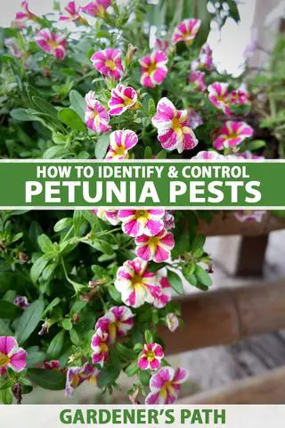 5. Pest Control for Petunias: Understanding the Problem and Finding Solutions