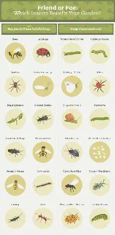 1. Identifying the Culprit: Common Garden Pests and How to Eliminate Them