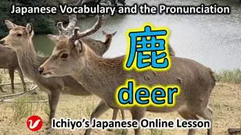 The fascinating history behind the word for deer in Japanese