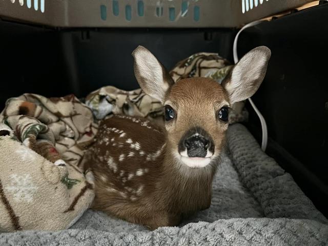 The Dangers and Considerations of Attempting to Domesticate a Wild Baby Deer