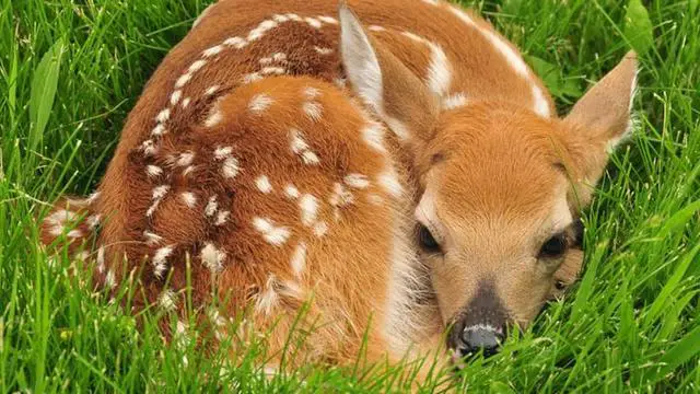 Exploring the Possibility of Domesticating a Wild Baby Deer into a Pet