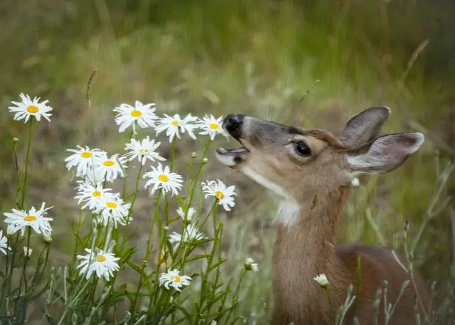 Deer-Resistant Flowers: Finding the Perfect Plant to Protect Your Garden