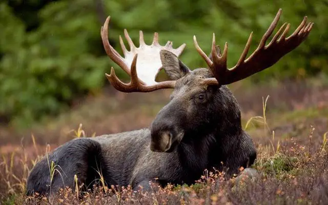 Moose as a Food Source for Bears: Frequency and Factors