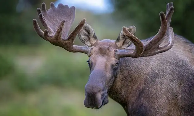 The Surprising Role of Moose in Bear Diets: Debunking Common Misconceptions
