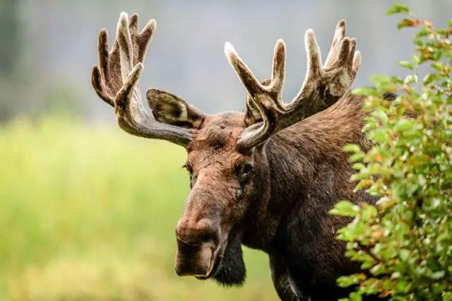Exploring Bear Hunting Patterns: How Often Do They Target Moose?