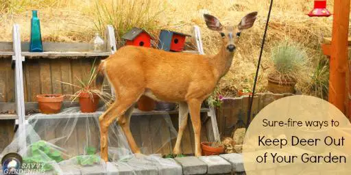 How to Safeguard Your Garden from Deer without Harmful Chemicals