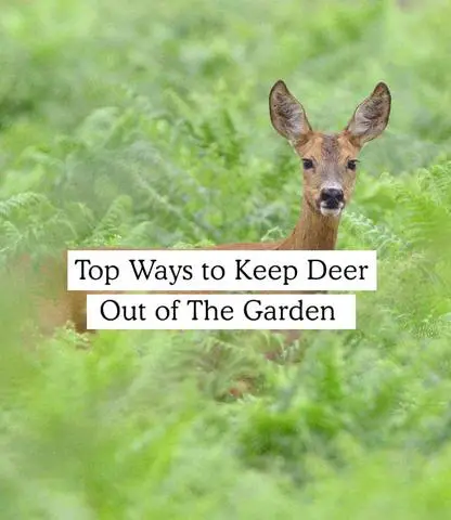 Natural Ways to Keep Deer Away from Your Garden